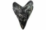 Realistic, 7.4" Carved Fluorite Megalodon Tooth - Replica - #202099-1